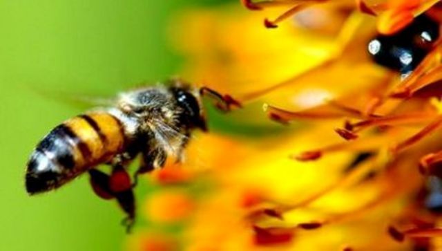 نقش زنبور عسل در کشاورزی و محیط زیست