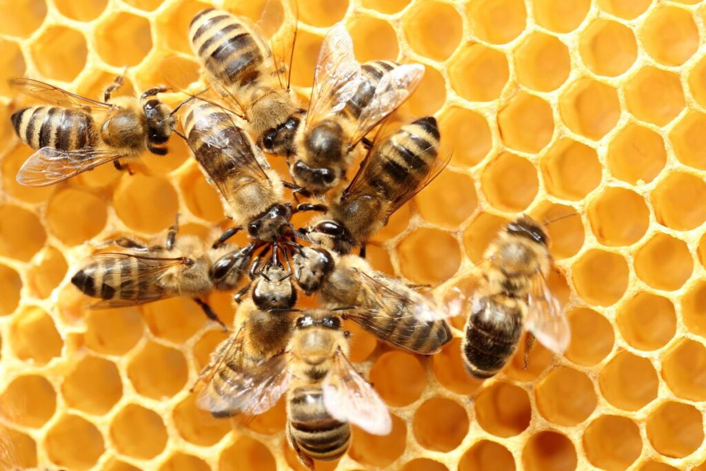 حقایق جالب درمورد زنبور عسل