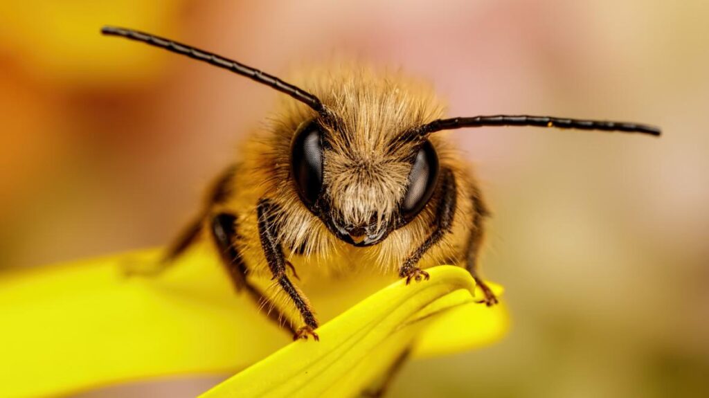 درباره زنبور عسل